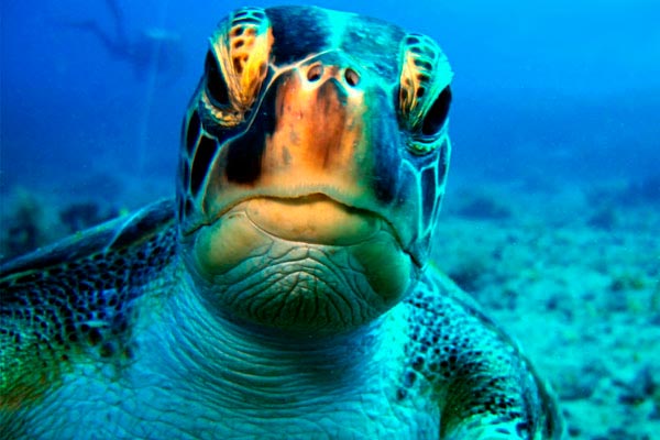 Loggerhed - Американка за езду на морской черепахе сядет в тюрьму