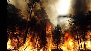 images - Лесные пожары в США набирают обороты