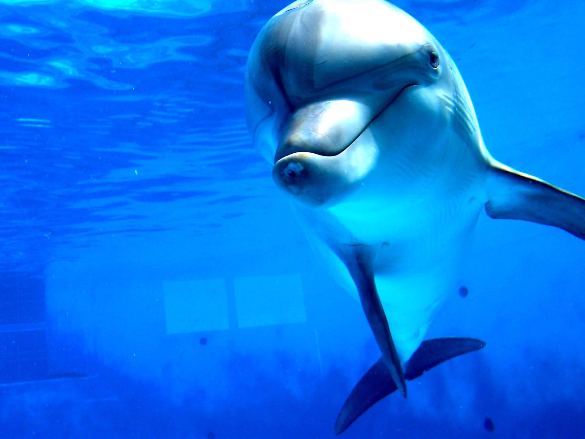 Dolphin HD Wallpaper 8 - Видео: дельфин вернул девушке iPhone