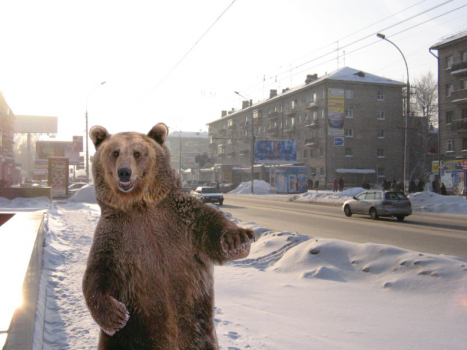 медведь на улице