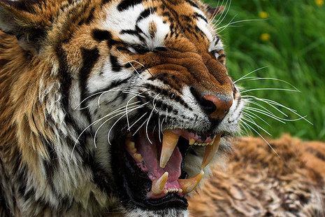 19 - В ночь на Хэллоуин на американку набросился разъяренный тигр