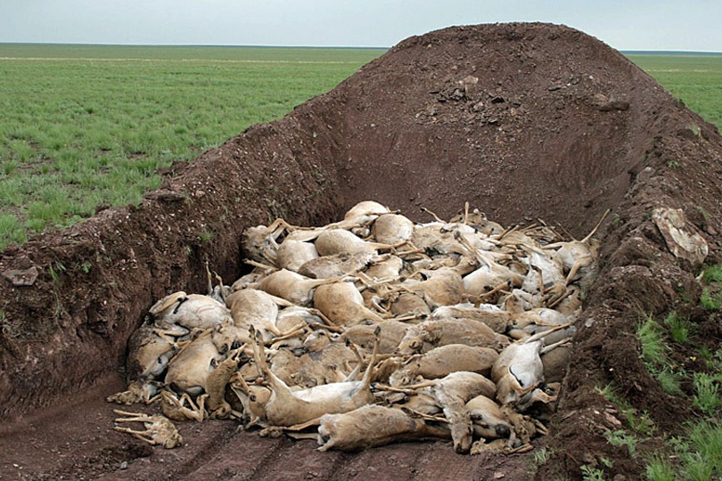 5 derstandard at - Ученые всего мира выясняют причину массового вымирания сайгаков в Казахстане