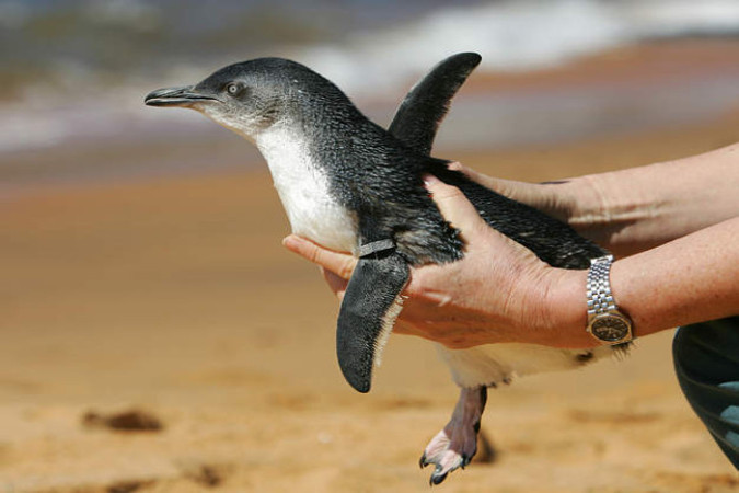 8623314 - Видео: В Дании предотвращен побег пингвинов из зоопарка