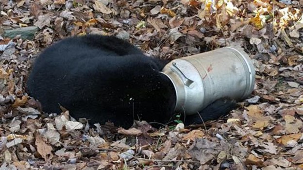 In this photo provided by the Maryland Department of Natural Resources Wildlife and Heritage Service, a male black bear rests with its head stuck in a milk can near Thurmont, Md., Monday, Nov. 16, 2015. Maryland state wildlife workers used an electric hand saw to remove the can. DNR spokeswoman Karis King says the bear was calm, but the workers tranquilized him for safety reasons before carefully removing the can. (Maryland Department of Natural Resources Wildlife and Heritage Service via AP)