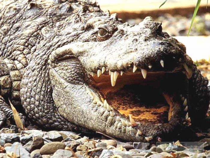 img - В Индонезийской тюрьме заключенных будут охранять крокодилы