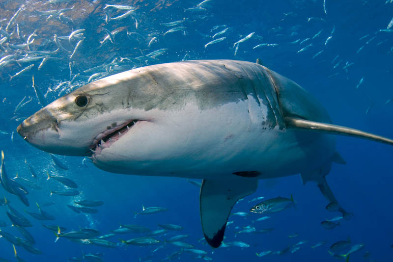 65 - В Австралии семиметровую акулу отгоняли от берега вертолетами