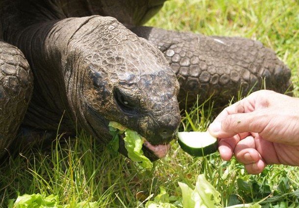 Screenshot 25 - Старейшая в мире рептилия перешла на здоровую пищу