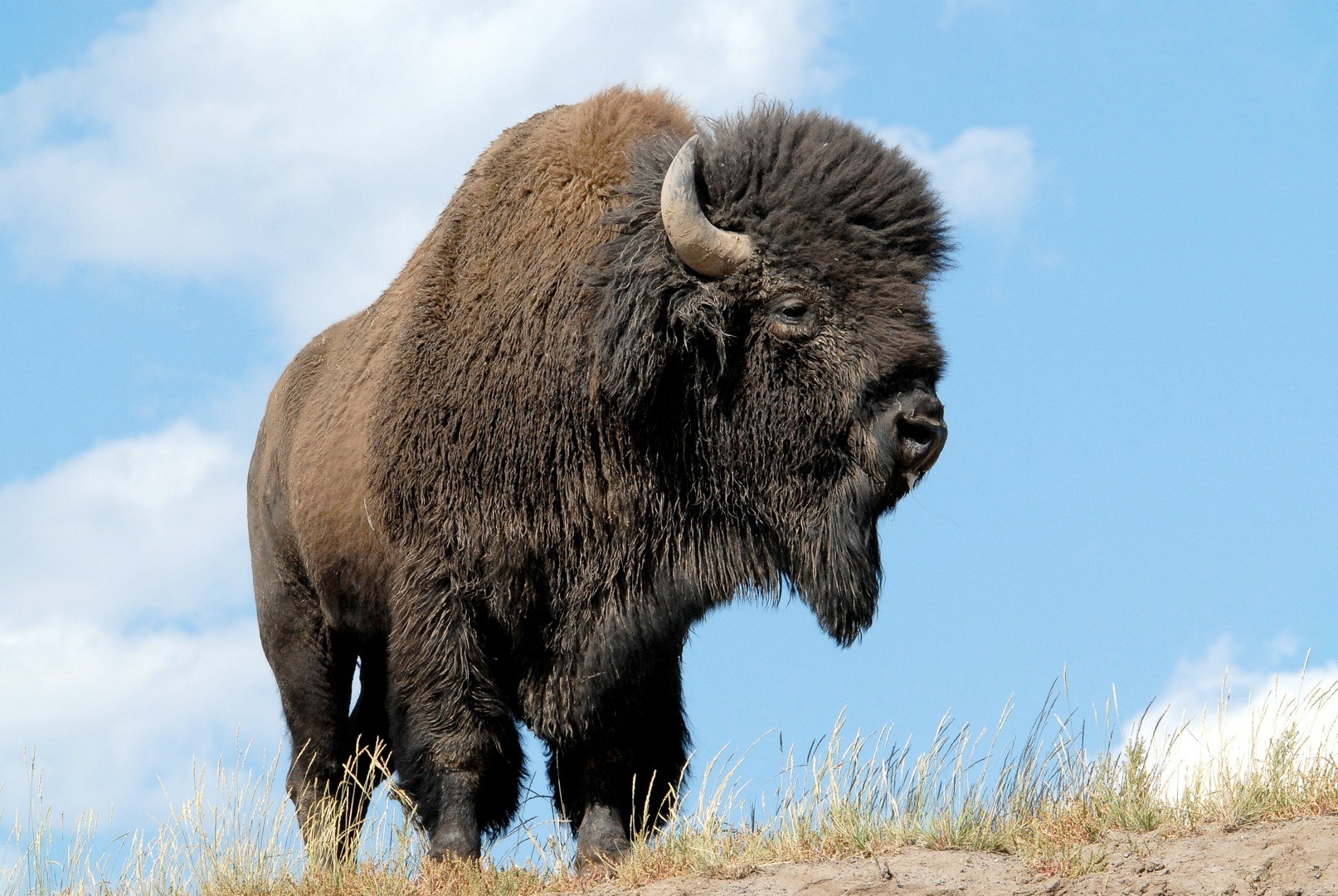 bison face wallpaper 3 - В Канаде продается стадо бизонов