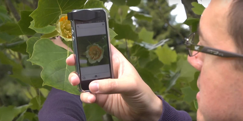 shazam plants 800x400 - Новое мобильное приложение поможет «зашазамить» любое растение