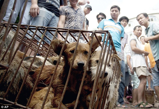 32D4BF0B00000578 3522695 FILE In this June 21 2015 file photo dogs in cages are sold by v a 63 1459773944944 - Организации по правам животных во всем мире собираются объединиться против китайской кухни