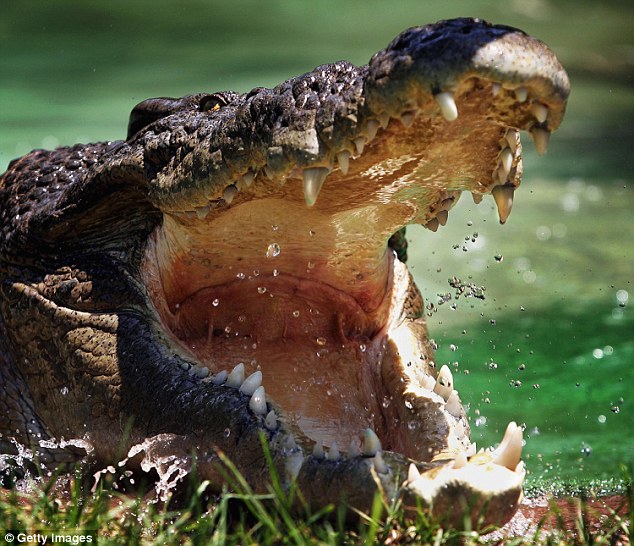 3358B15E00000578 3557041 image a 72 1461558360205 - В Австралии крокодил напал на палатку с туристами