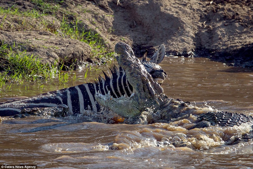 3393D24A00000578 0 image a 34 1461746147962 - Африканскому фотографу удалось запечатлеть момент столкновения зебры с группой крокодилов