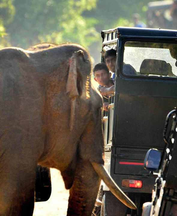 Голодный слон атаковал туристов в Шри-Ланке