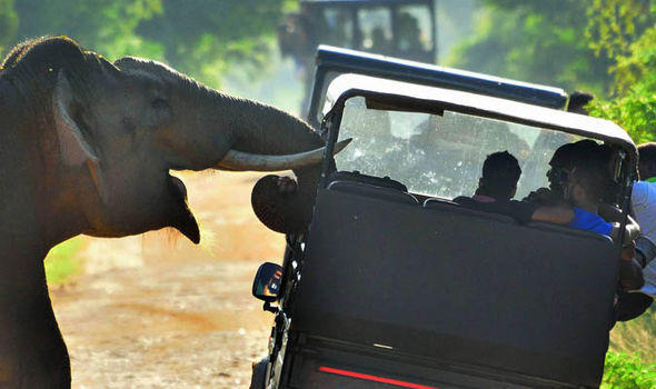 ELEPHANT 516713 - Голодный слон атаковал туристов в Шри-Ланке