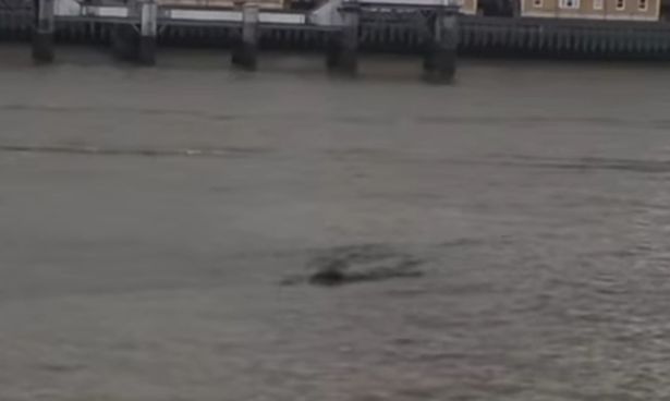Nessie speculation rife as second sighting in the Thames caught on video - Ученые доказали, что лохнесское чудовище является ложью