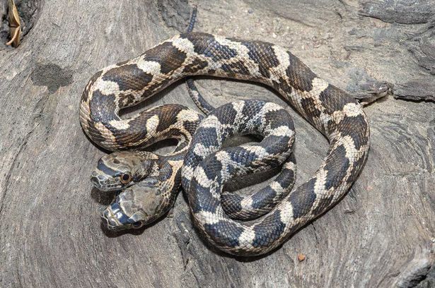 PAY-A-two-headed-snake-in-Kansas-2