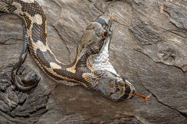 PAY A two headed snake in Kansas 4 - У двуглавой канзасской змеи выявлен конфликт личностей