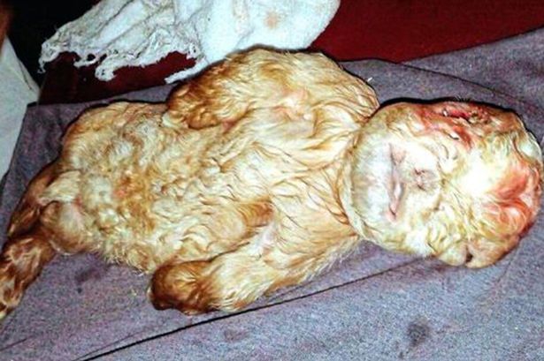 PAY The carcass of the kid - В Малайзии родился козленок с человеческим лицом