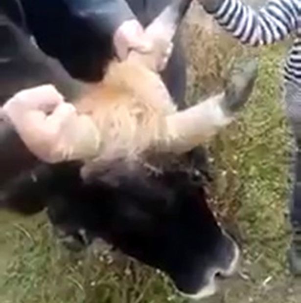 PAY The three horned cow - В Узбекистане обнаружена корова-единорог