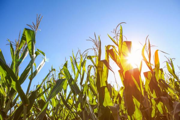 Scientists make fertilizer using the power of the sun - Ученые создали удобрения, способные поглощать и использовать солнечную энергию