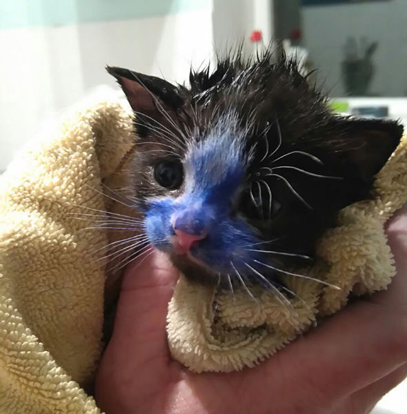 Sharpie kittens 522596 - В результате варварского акта жестокости очаровательные котята изменили свой цвет
