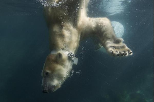 Белый медведь может эволюционировать в водоплавающее животное