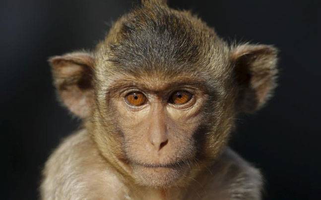 monkey story 647 042216071335 - Виновницей убийства знаменитого китайского бизнесмена оказалась обезьяна