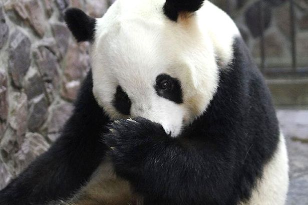 В Китае фотограф запечатлел редкий момент рождения панды