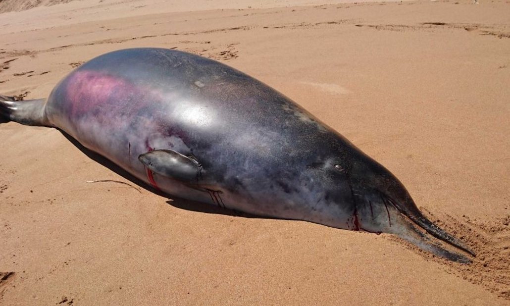 1030 - На пляже Австралии обнаружен редкий кит