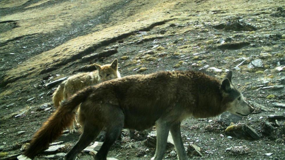 Новый вид волков, получивший название "шерстистый" или "гималайский" волк, был обнаружен в Непале.