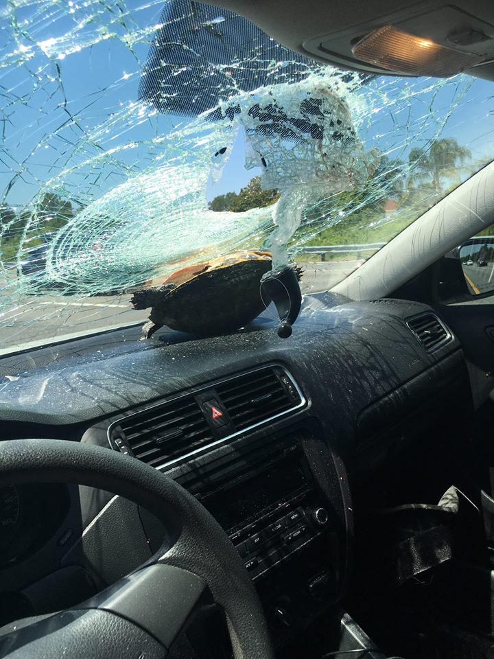 Жертва автокатастрофы утверждает, что черепаха влетела в лобовое стекло ее автомобиля, когда она двигалась по трассе I-4.
