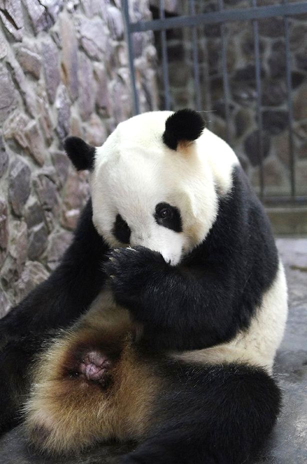 В Китае фотограф запечатлел редкий момент рождения панды