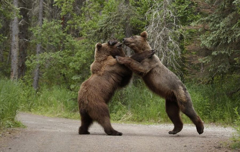437599 1000 - Женщина случайно стала свидетелем драки двух черных медведей