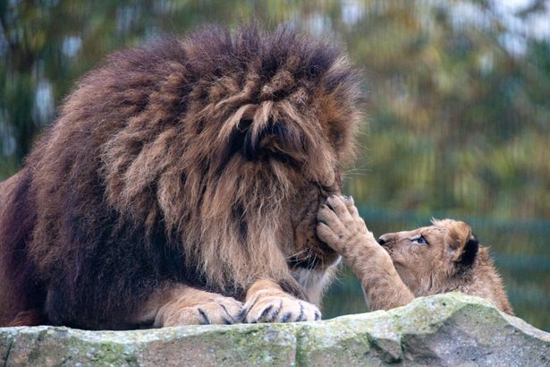 A unique father and son bond between lions has taken place at Blackpool Zoo - Лев взялся воспитывать львенка после гибели его матери