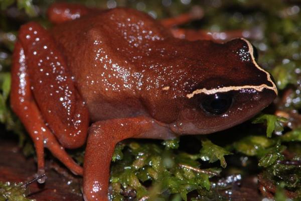 African frogs threatened by deadly fungus - В Африке обнаружен смертельный грибок, который может убить всех лягушек