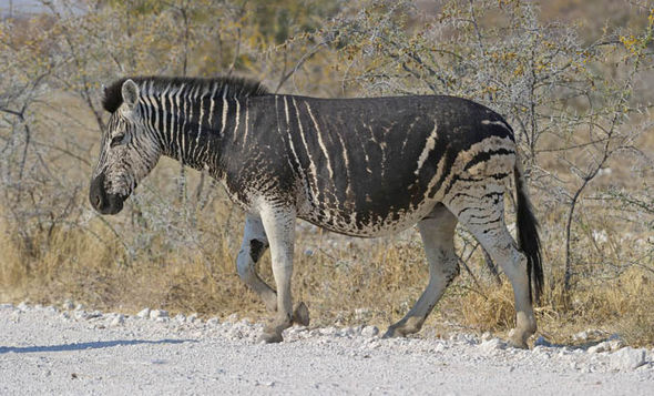 Black zebra 542993 - Африканский фотограф заснял редкую черную зебру
