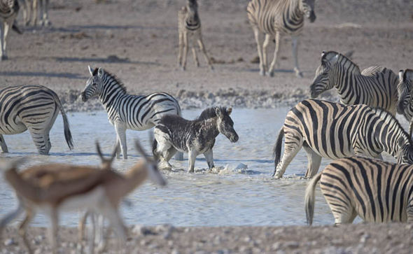 Африканский фотограф заснял редкую черную зебру