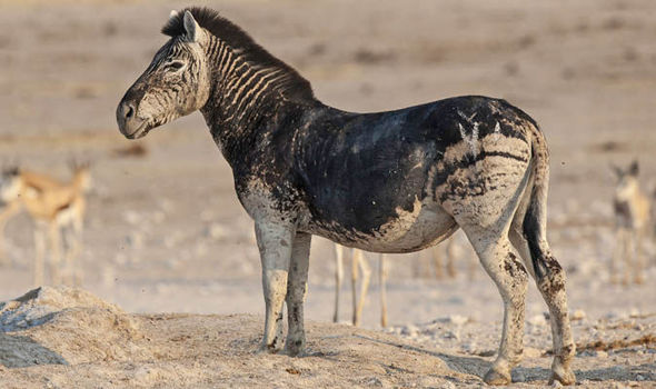 Африканский фотограф заснял редкую черную зебру