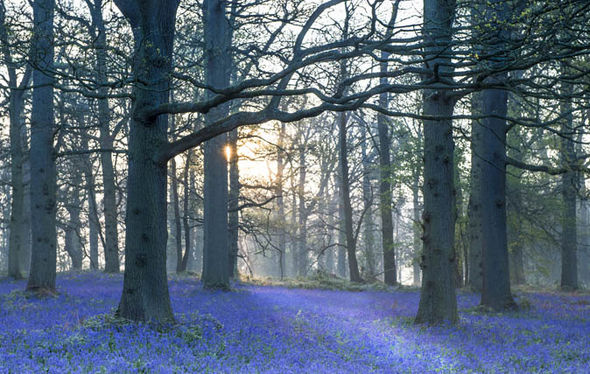 Представители общественной озеленительной организации Woodland Trust собираются высадить на территории Великобритании 64 миллиона деревьев.