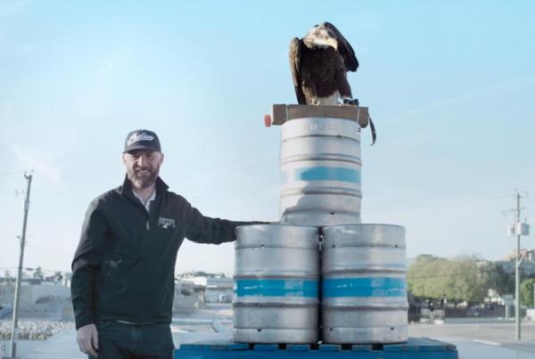 Eagle to deliver beer for Canadian brewing company - Пивоваренная компания Eagle собирается использовать живого орла для доставки грузов