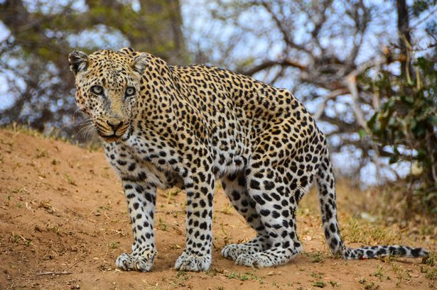 JS67426887 - В Африке леопард похитил ребенка