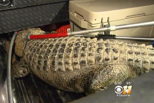 Large alligator captured outside Texas middle school - Огромный аллигатор захватил школу в Техасе
