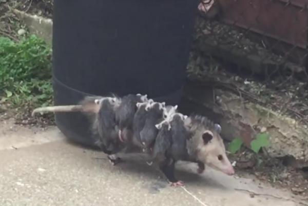 OctoPossum takes her babies for a stroll in New York - В центре Нью-Йорка была заснята самка опоссума со своими детьми