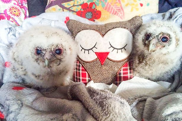PAY Baby Owls with Teddy 1 - Птенцы совы считают подушку своей матерью