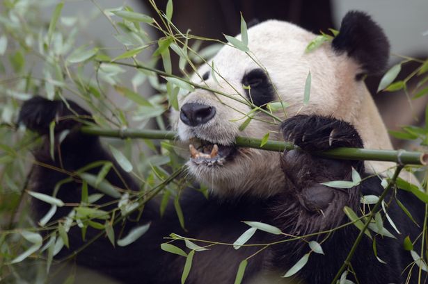Panda feeds on bamboo - Ученые выяснили истинную причину вымирания панд