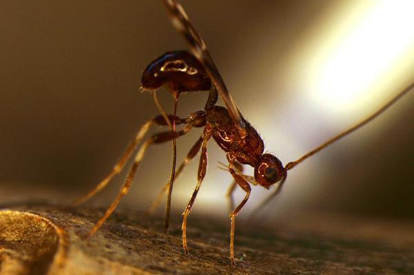 Parasitic wasps to be released to hunt invading ash borers - Американские ученые вывели ос-паразитов для уничтожения вредителей