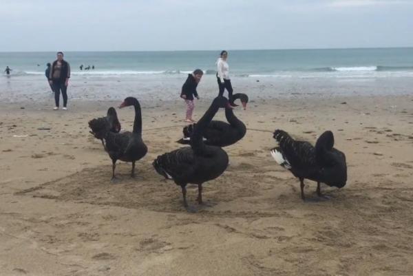 Rare gathering of black swans caught on camera in England - В Англии была замечена стая редких черных лебедей