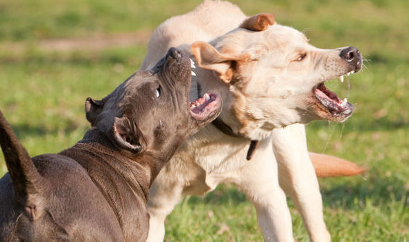 dog fighting 673244 - Голливудские знаменитости собираются выступить против собачьих боев