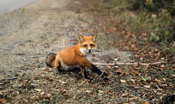 fox 668885 - Силки для животных будут приравниваться к браконьерству