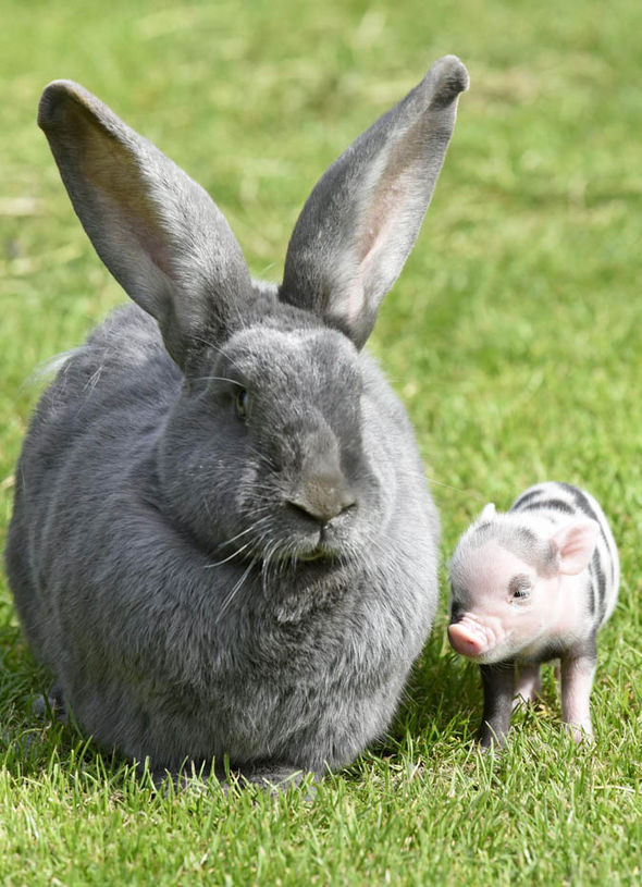 Крольчиха воспитывает детенышей  мини-пига